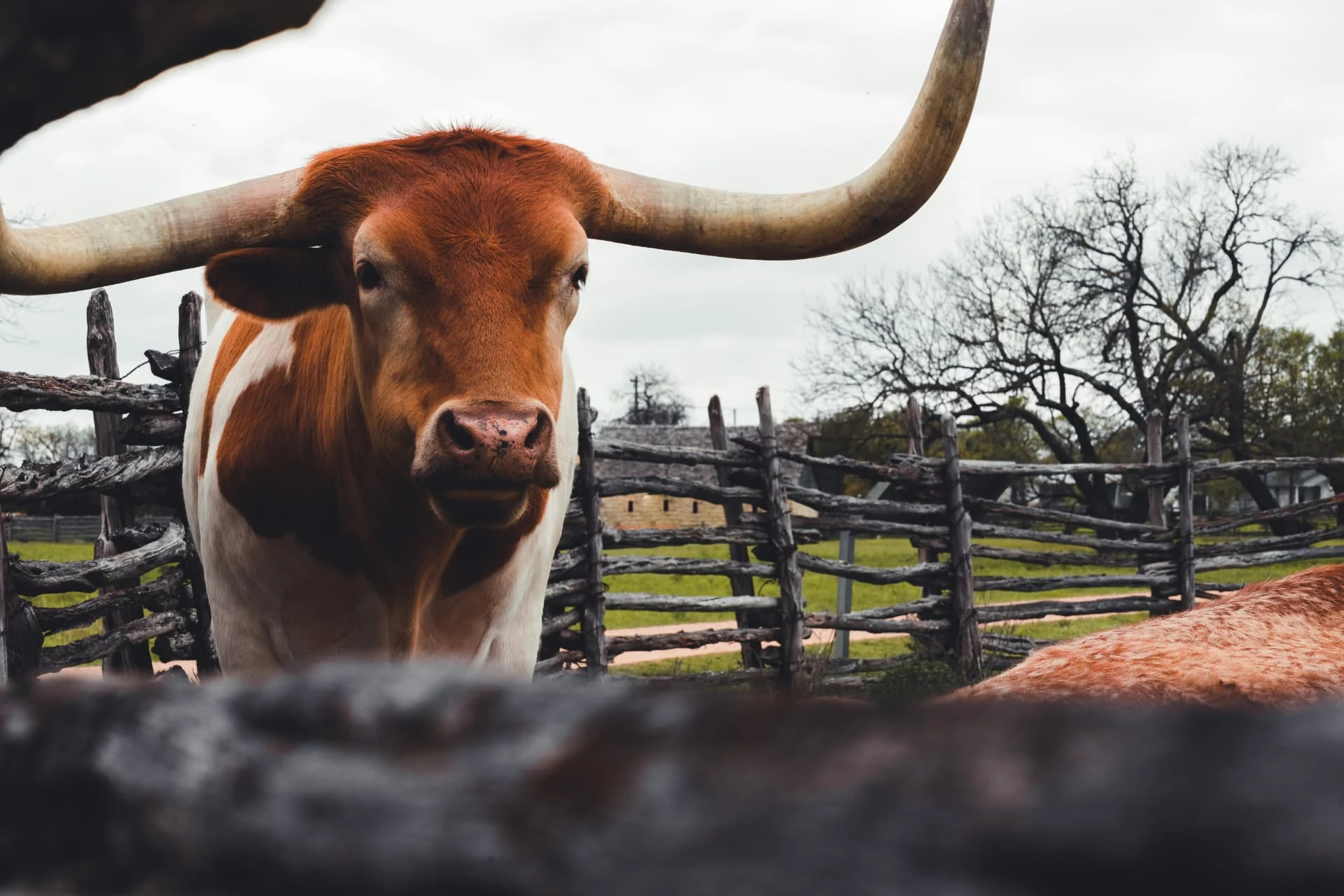 A longhorn standing in Hill Country pasture